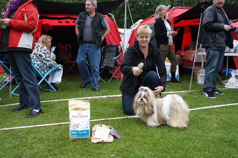 Shih Tzu danmark